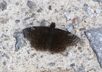 Sleepy Duskywing